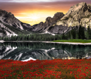 Image of Mountains at Sunrise with a poppy field overlooking a mountain lake
